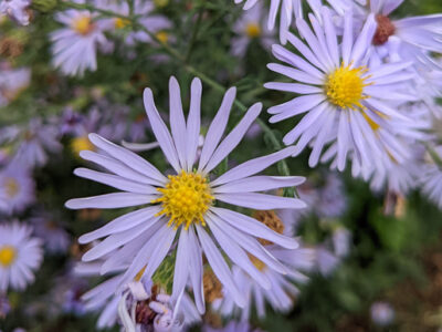 purple flowers against a green background